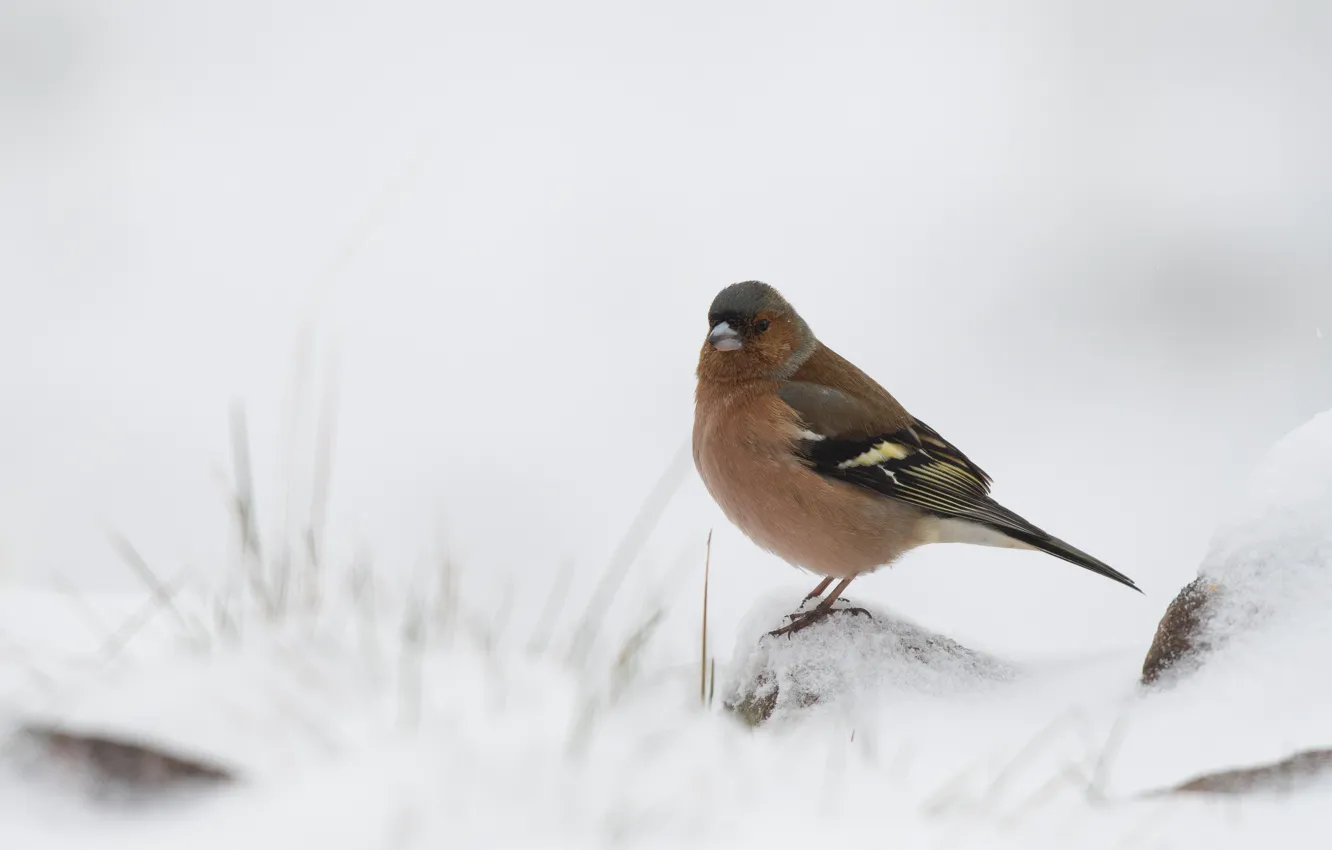 Photo wallpaper winter, snow, nature, bird, bokeh, Chaffinch