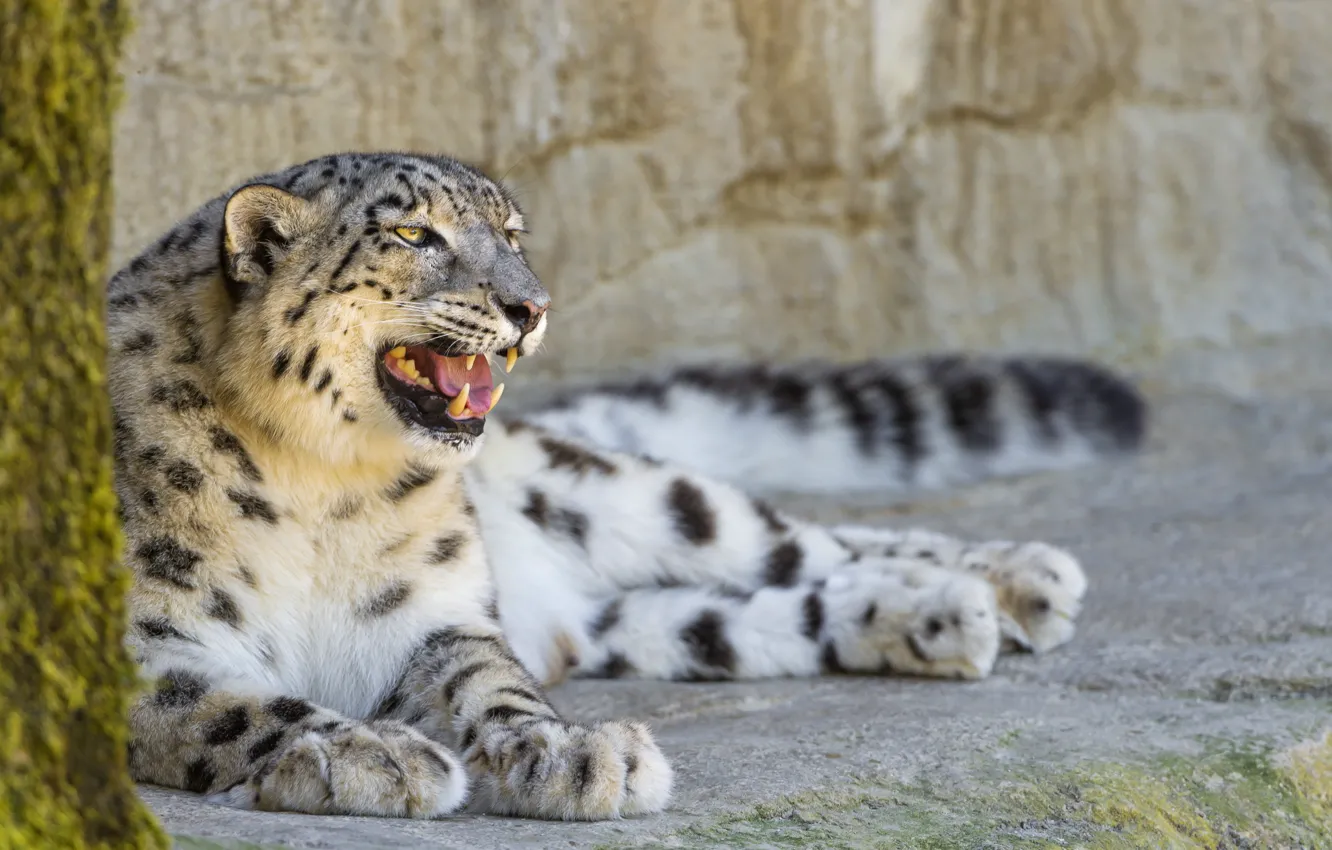 Photo wallpaper cat, stay, stone, profile, IRBIS, snow leopard, ©Tambako The Jaguar