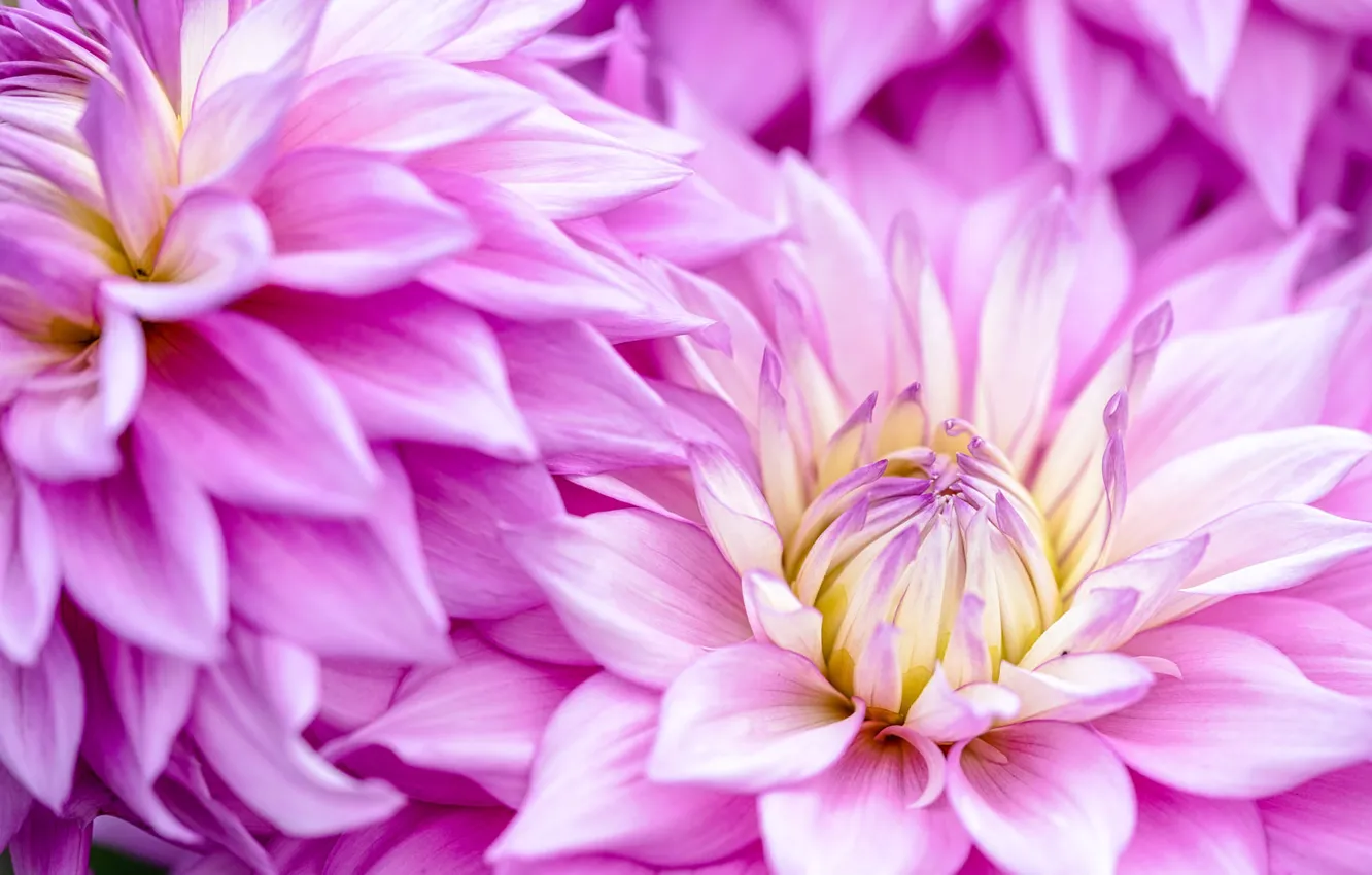 Photo wallpaper macro, flowers, pink, dahlias