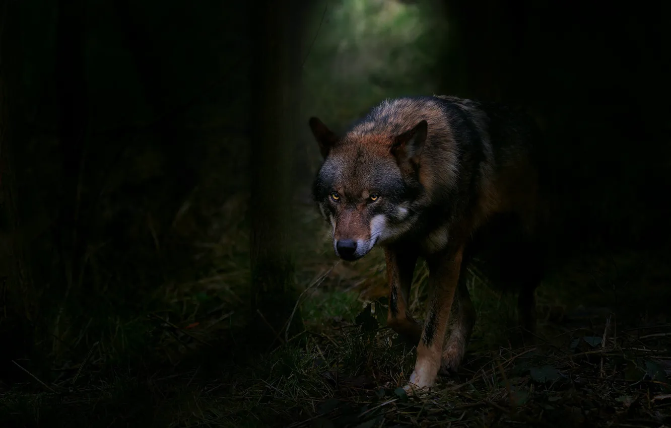 Photo wallpaper forest, look, face, darkness, wolf, twilight, sneaks, alertness