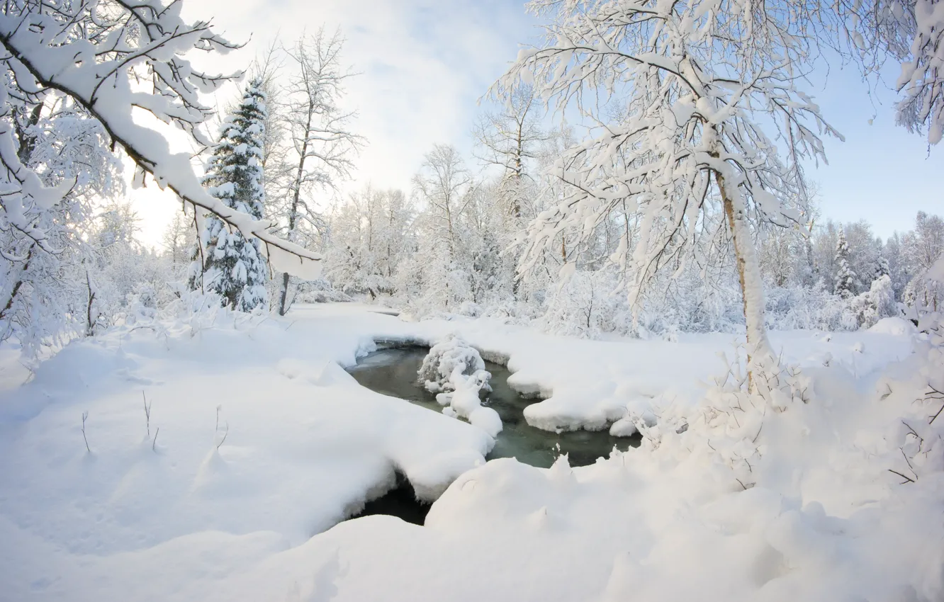 Photo wallpaper winter, forest, snow, trees, stream, the snow