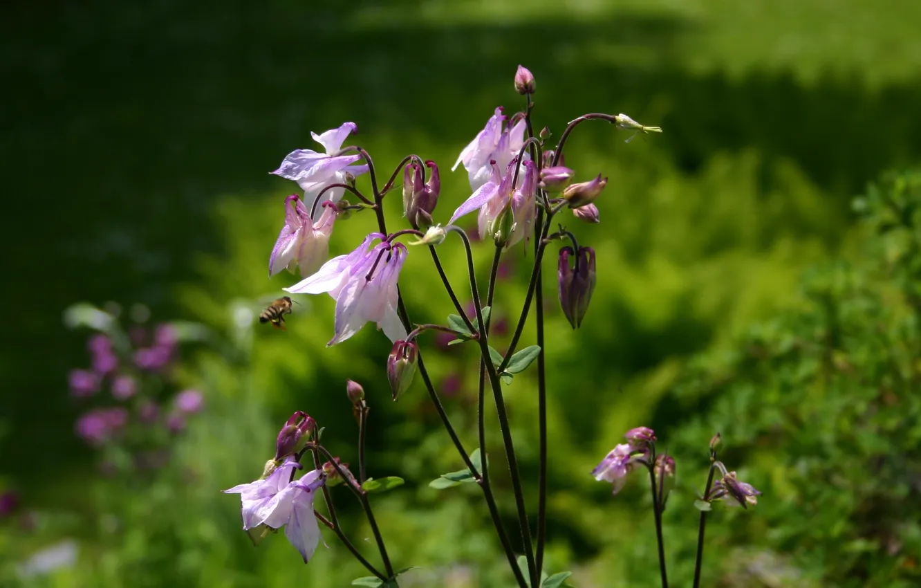 Photo wallpaper purple, flowers, bee, the catchment, Aquilegia, aquilegia, Orlik