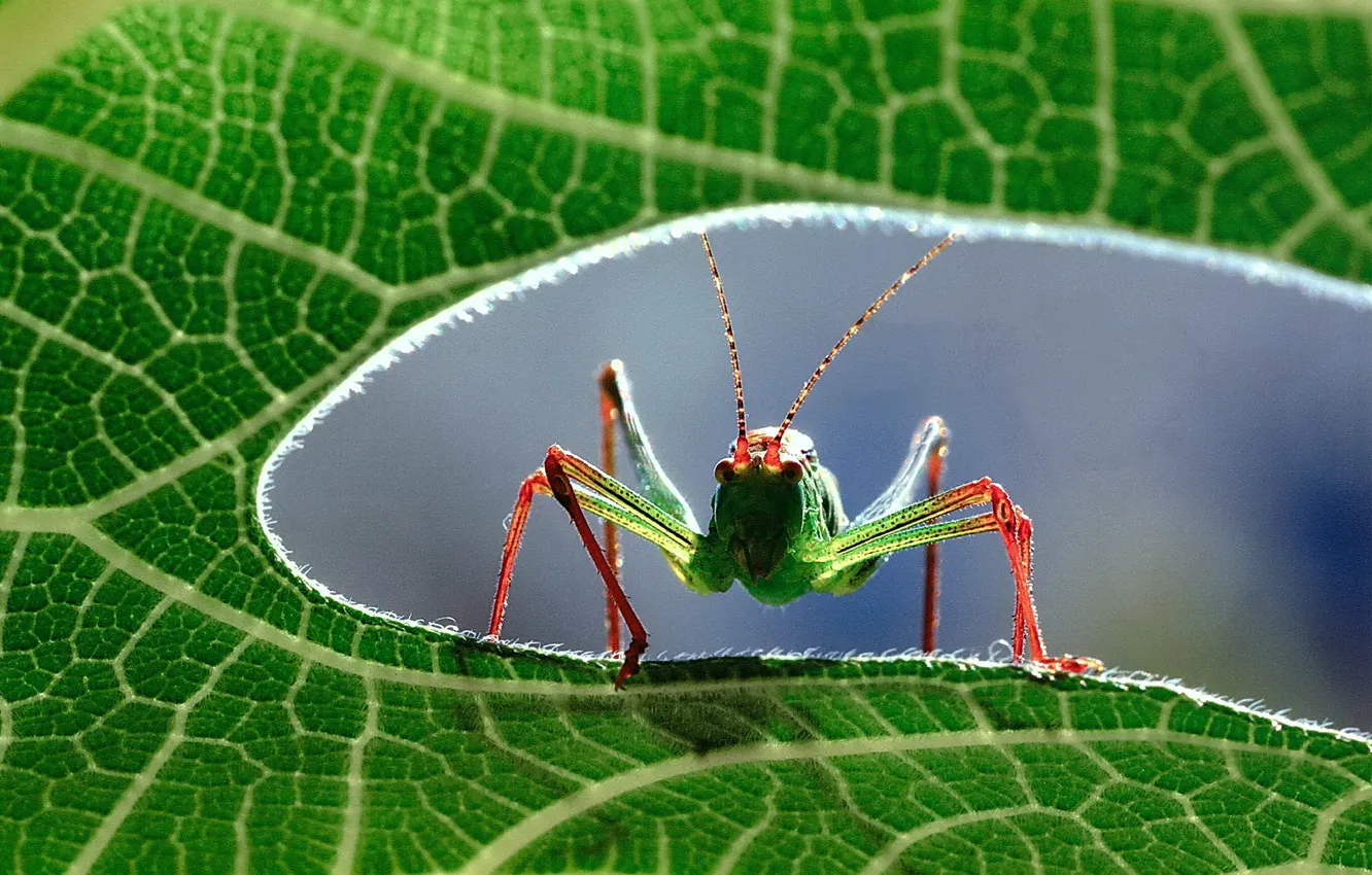 Photo wallpaper macro, close up, grasshopper