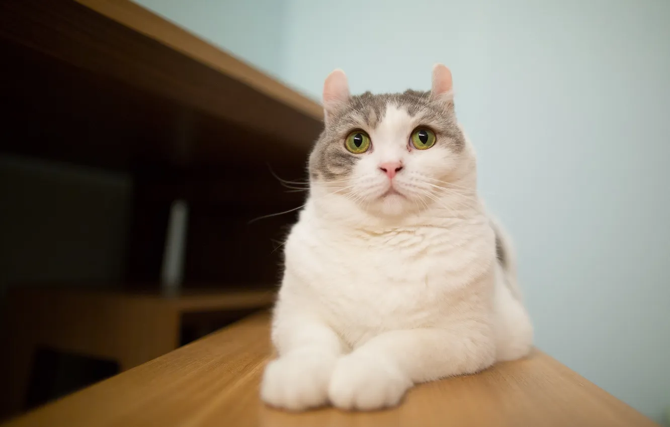 Photo wallpaper cat, look, background