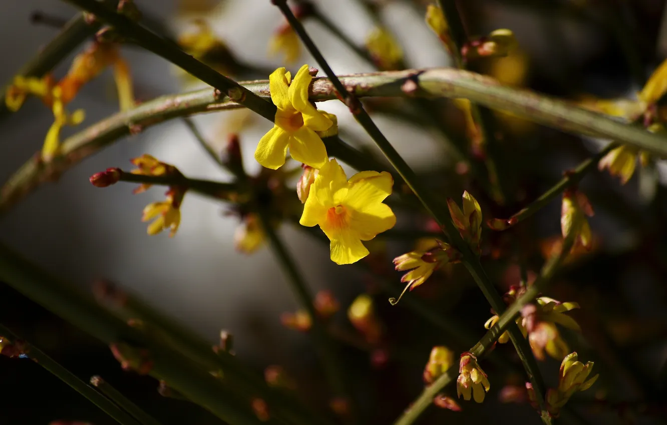 Photo wallpaper flowers, Bush, spring, yellow, flowering