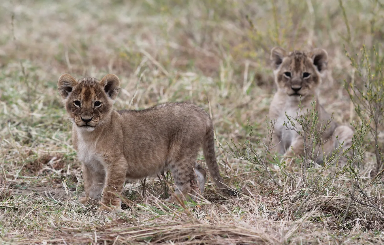 Photo wallpaper grass, cats, pair, the cubs, cubs