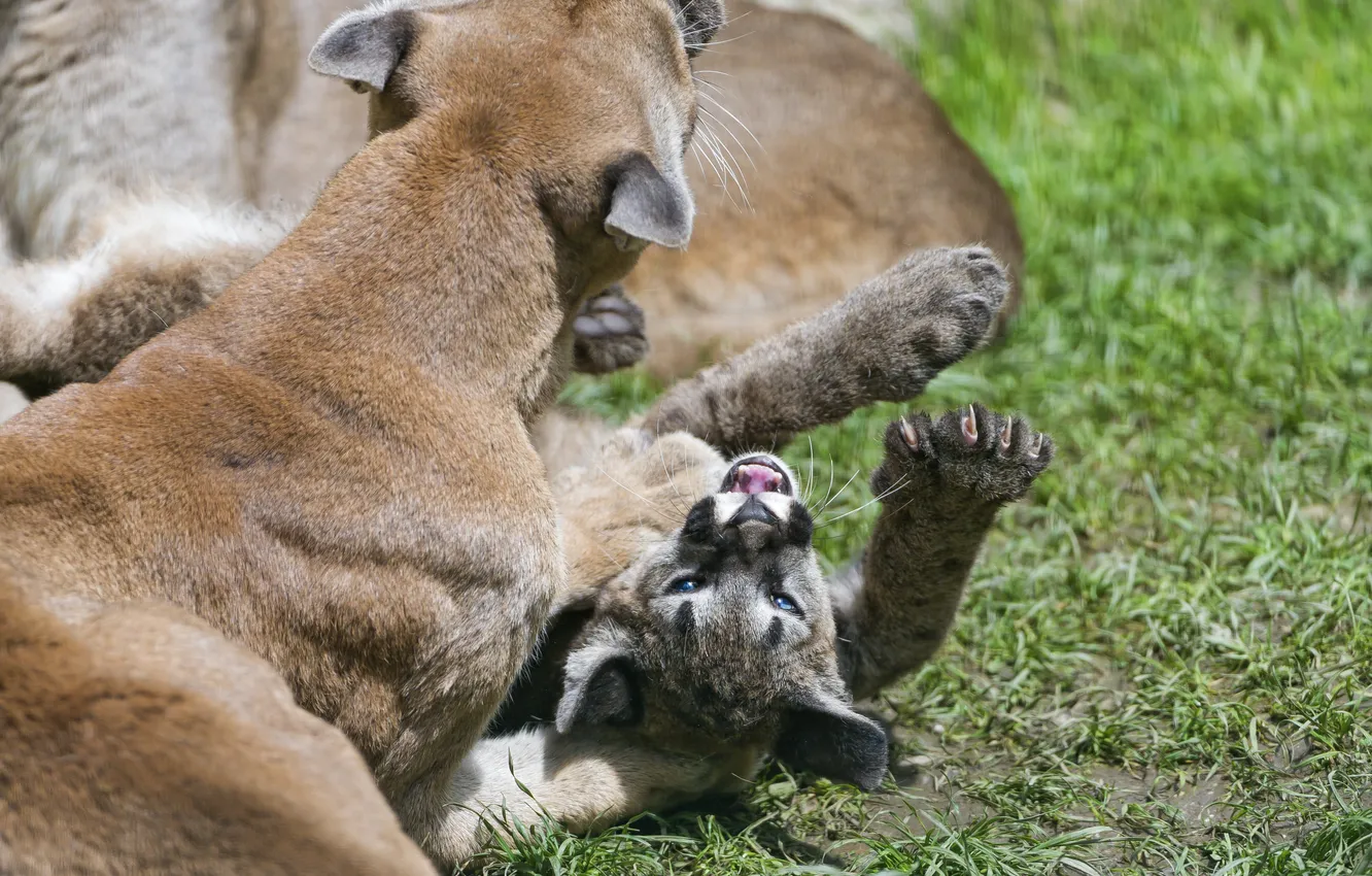 Photo wallpaper grass, the game, paws, cub, kitty, Puma, mountain lion, Cougar