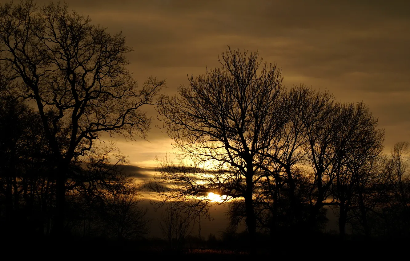 Photo wallpaper trees, sunset, nature, darkness, photo, dawn