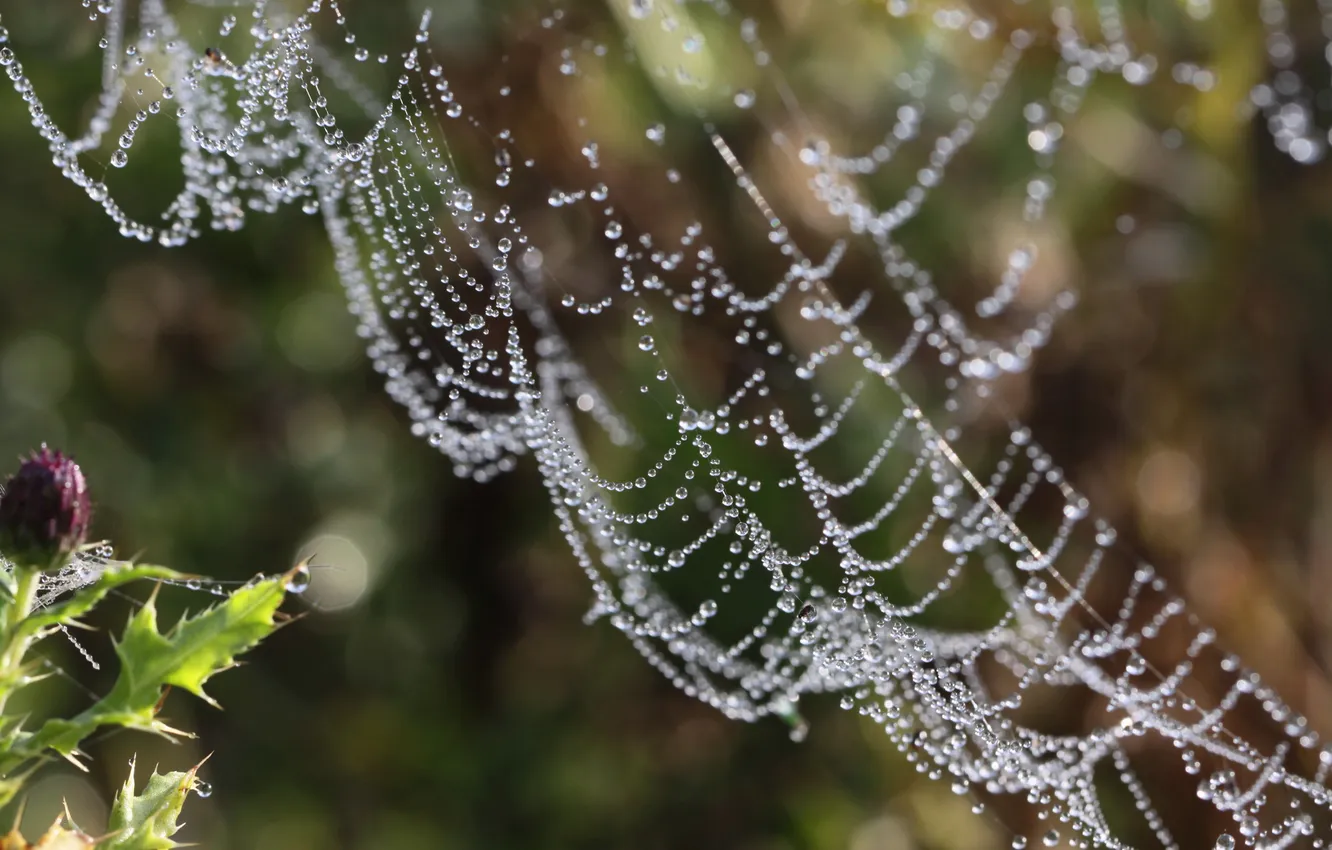 Photo wallpaper drops, Rosa, plant, web, focus, sharpness