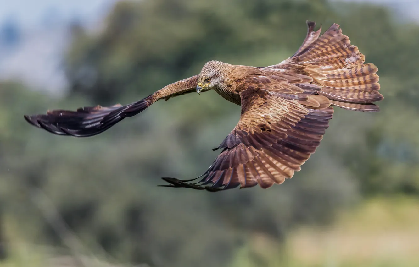 Photo wallpaper flight, bird, a family of hawk, Black kite