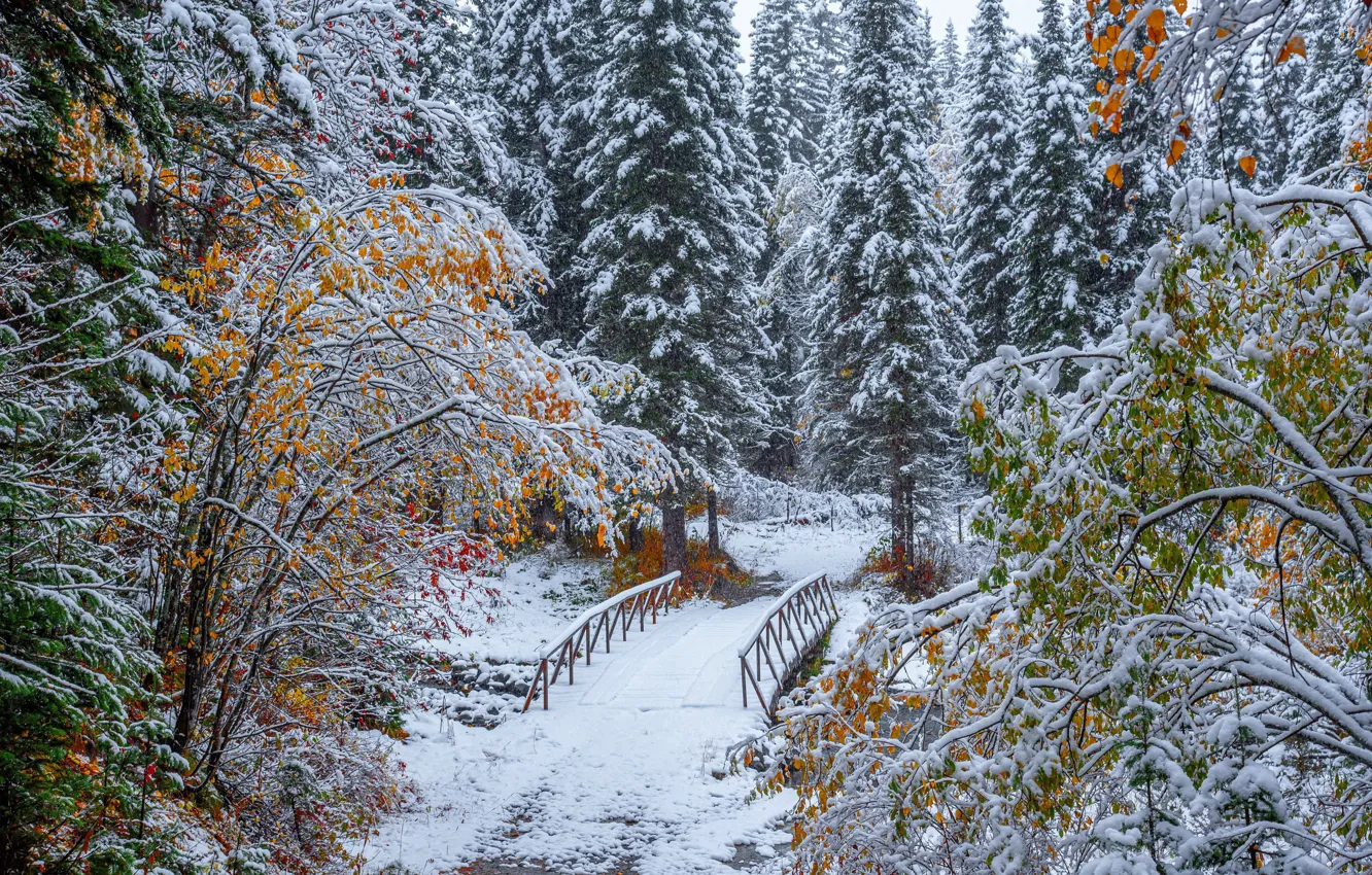 Photo wallpaper bridge, snow, winter, Drobotenko Evgeny, trees, Altay, branches, forest