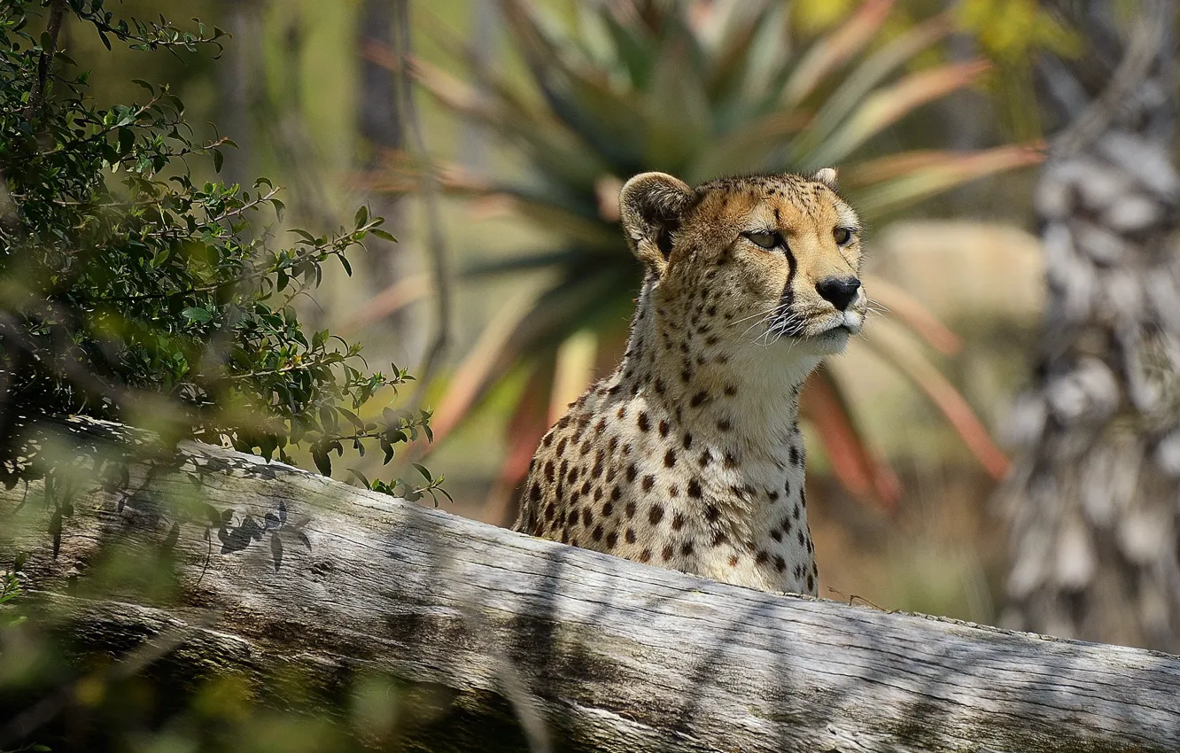 Photo wallpaper look, face, interest, predator, Cheetah