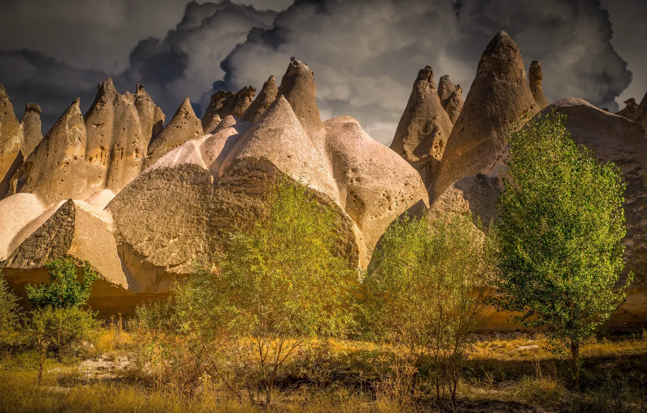 Photo wallpaper trees, mountains, nature