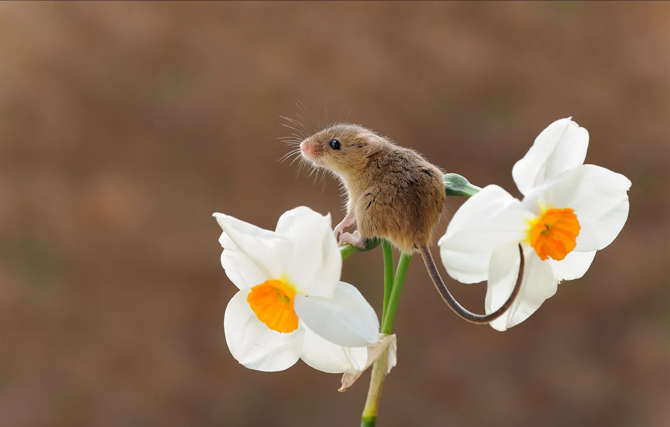 Photo wallpaper flower, background, mouse, Narcissus, rodent, the mouse is tiny, harvest mouse