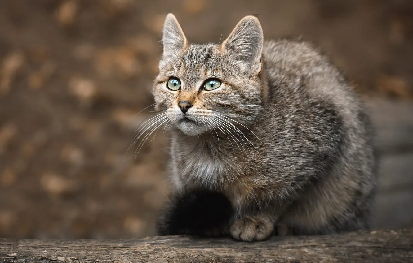 Photo wallpaper cat, baby, kitty, sitting, wild, forest, looking up