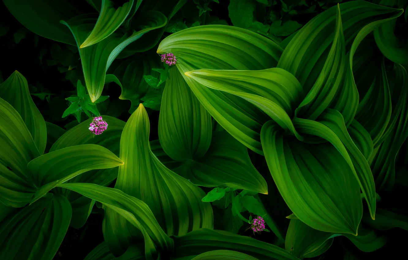 Photo wallpaper forest, summer, flowers, foliage