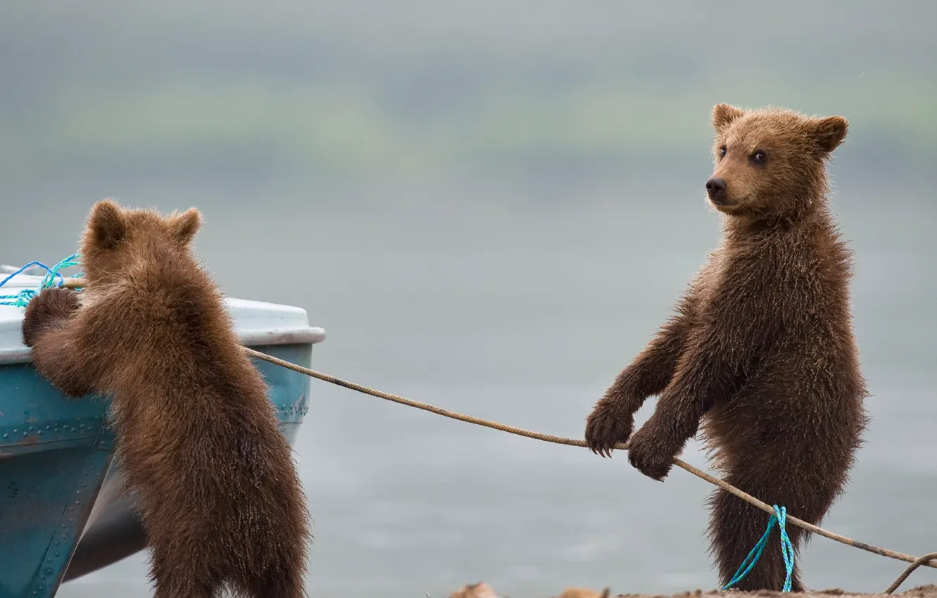 Photo wallpaper boat, the game, bears