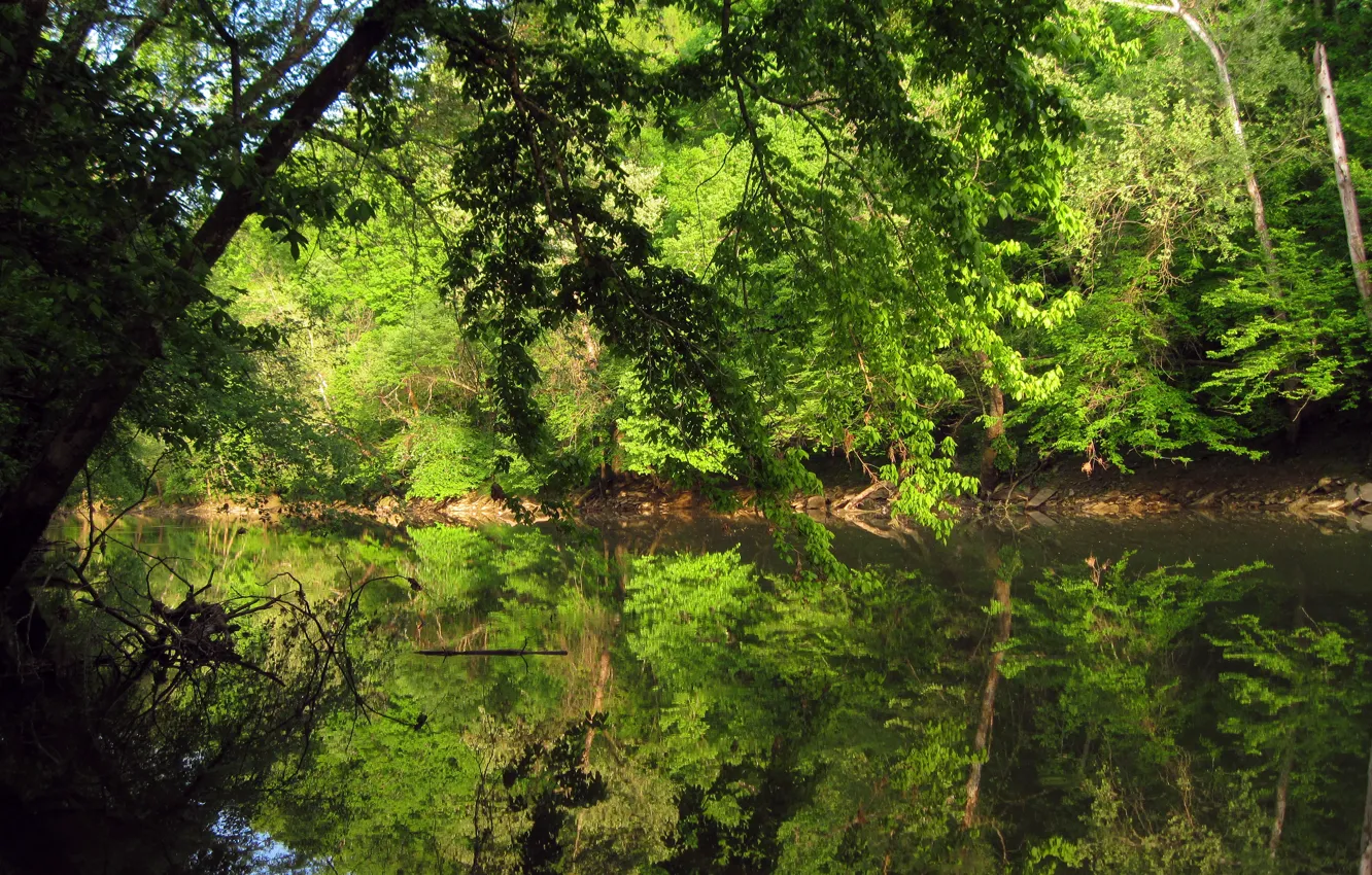 Photo wallpaper greens, summer, nature, reflection, river, green, summer, river