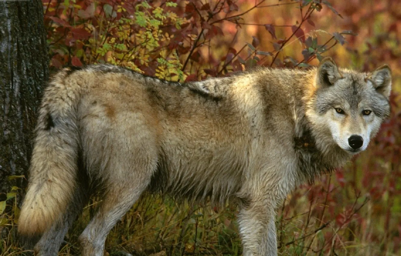 Photo wallpaper Predator, nature, animal, wolf, wildlife, Canis lupus., portrait.