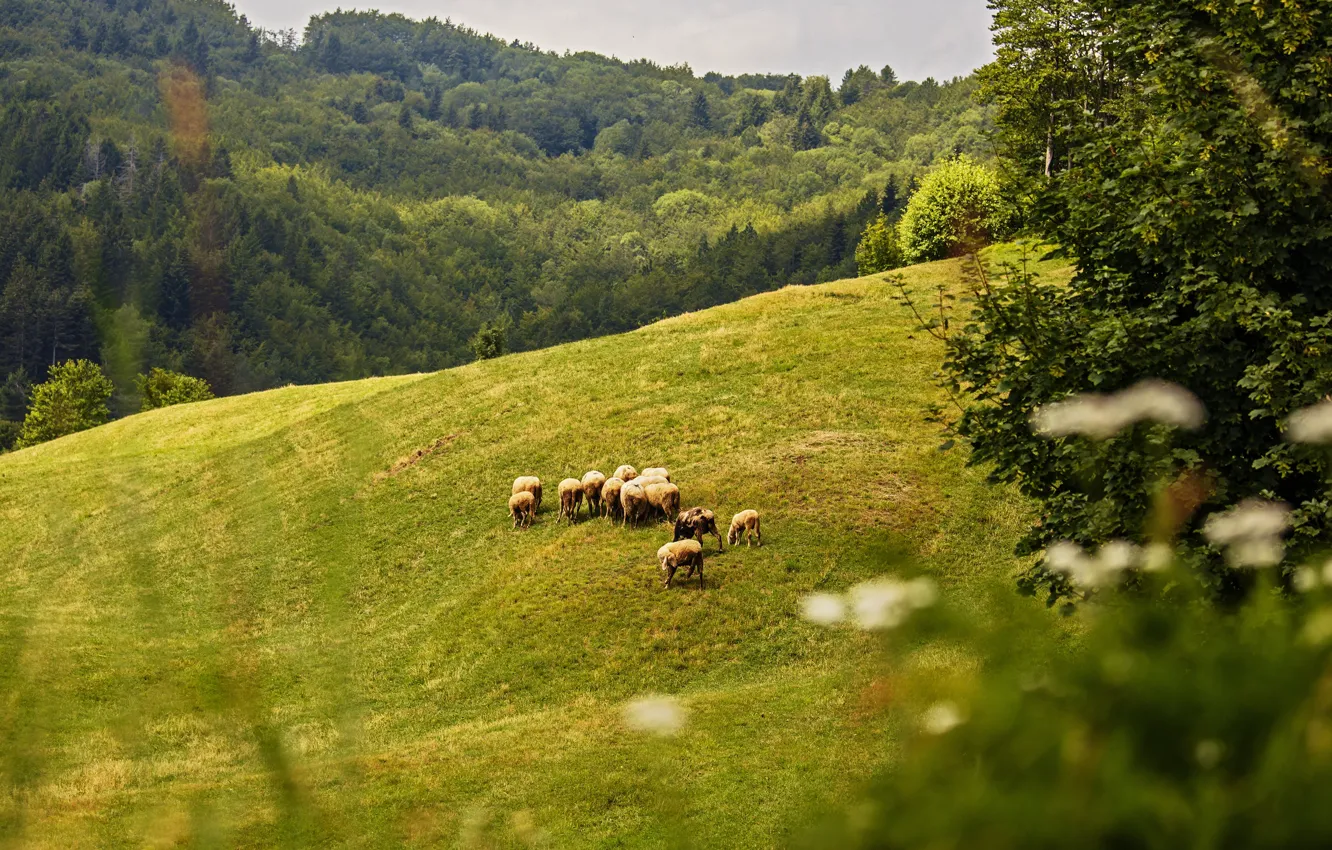 Photo wallpaper field, sheep, pasture