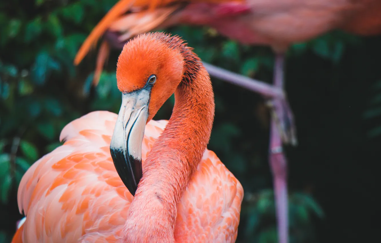 Photo wallpaper bird, pink, feathers, exotic, Flamingo