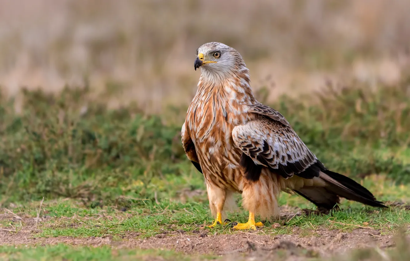 Photo wallpaper grass, look, bird, glade, hawk, Buzzard