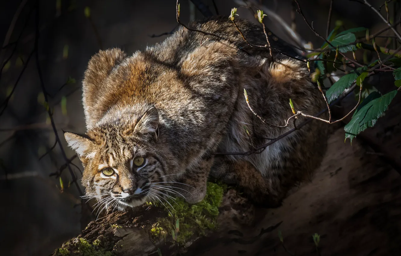 Photo wallpaper look, log, lynx, wild cat
