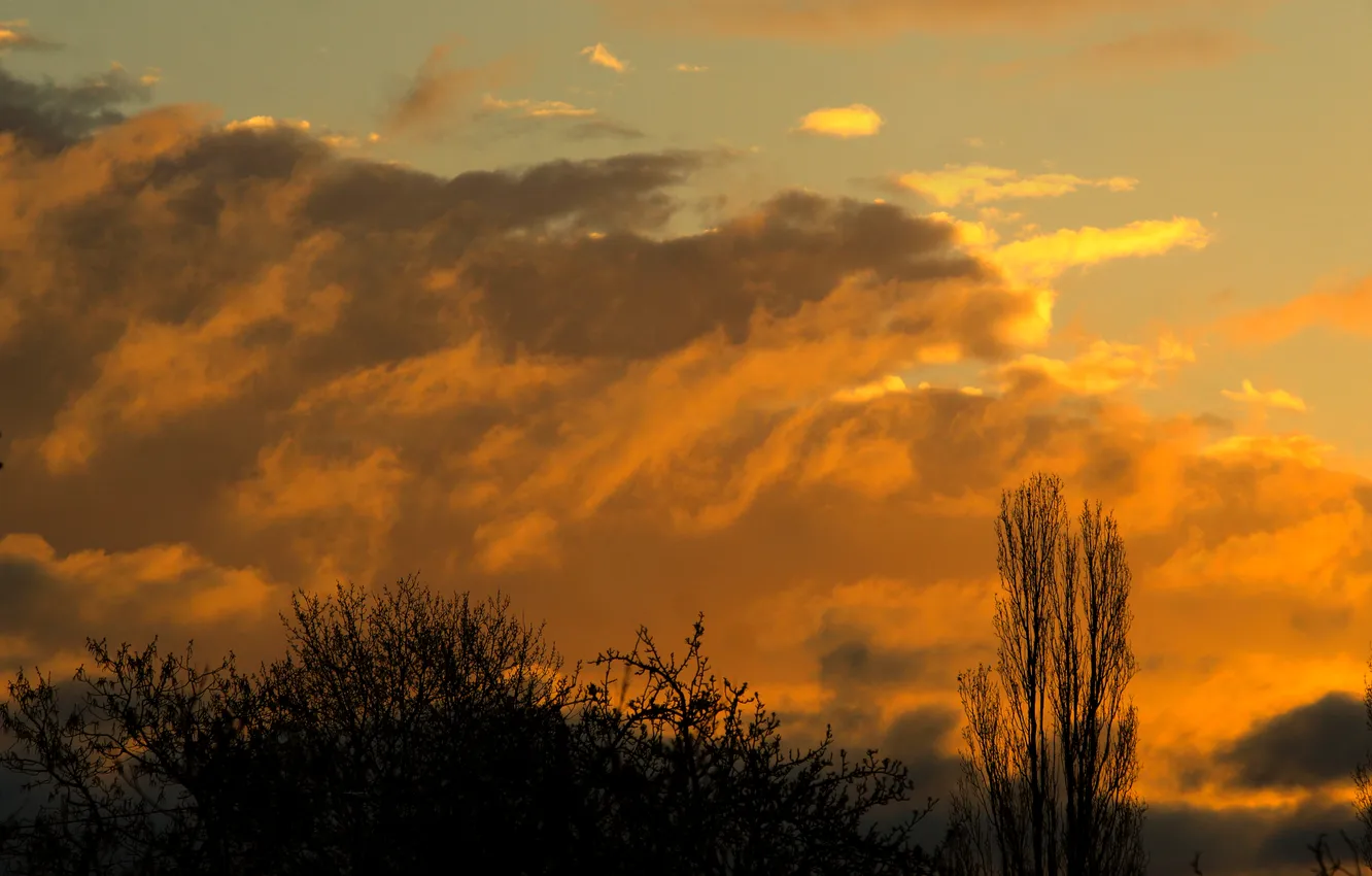 Photo wallpaper sky, cloud, tree
