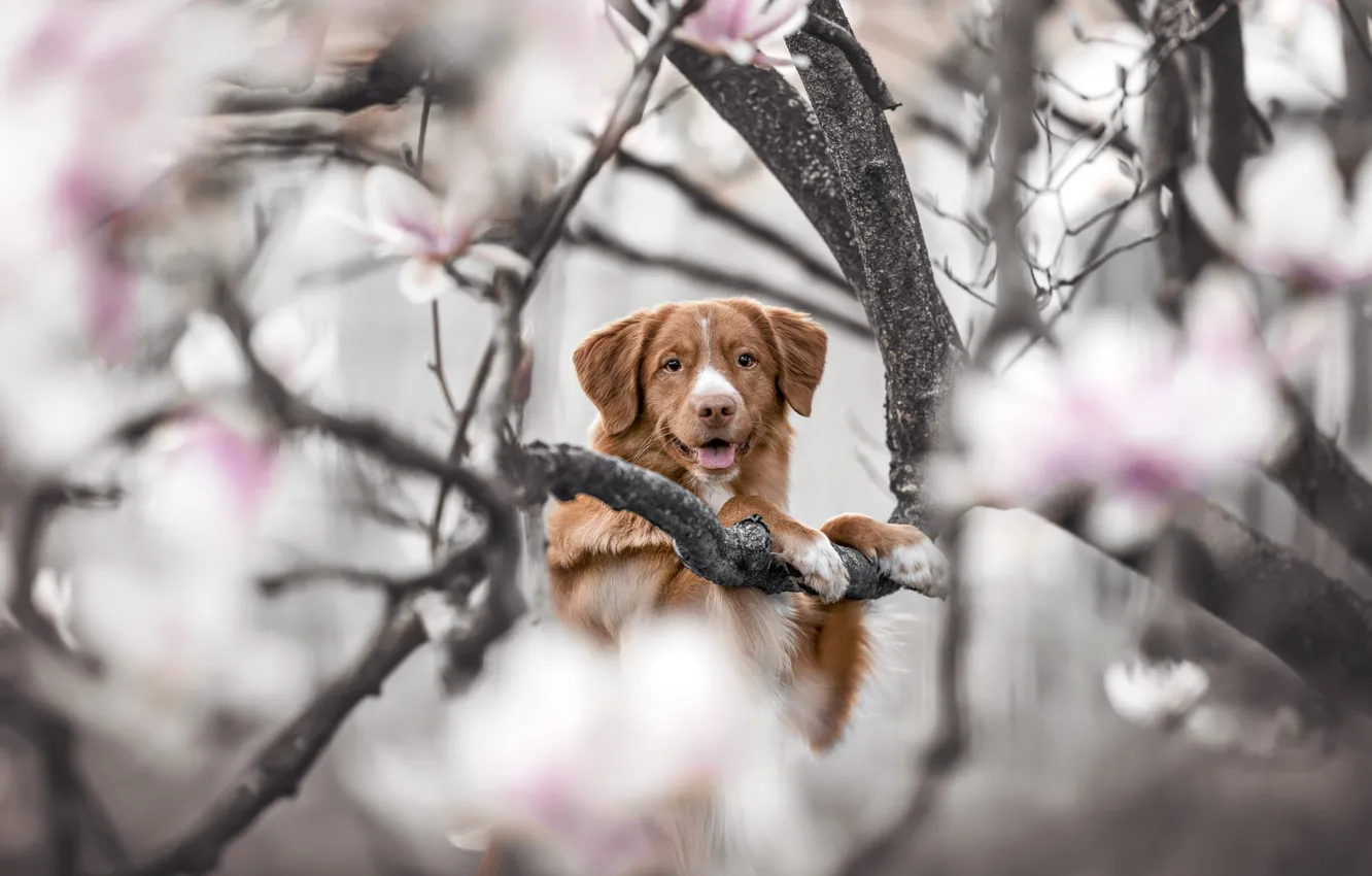 Photo wallpaper look, pose, dog, face, Retriever, Magnolia