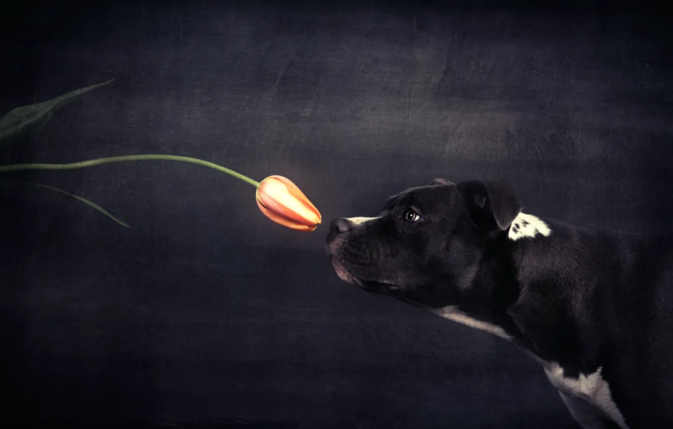 Photo wallpaper dog, tulips, the scent