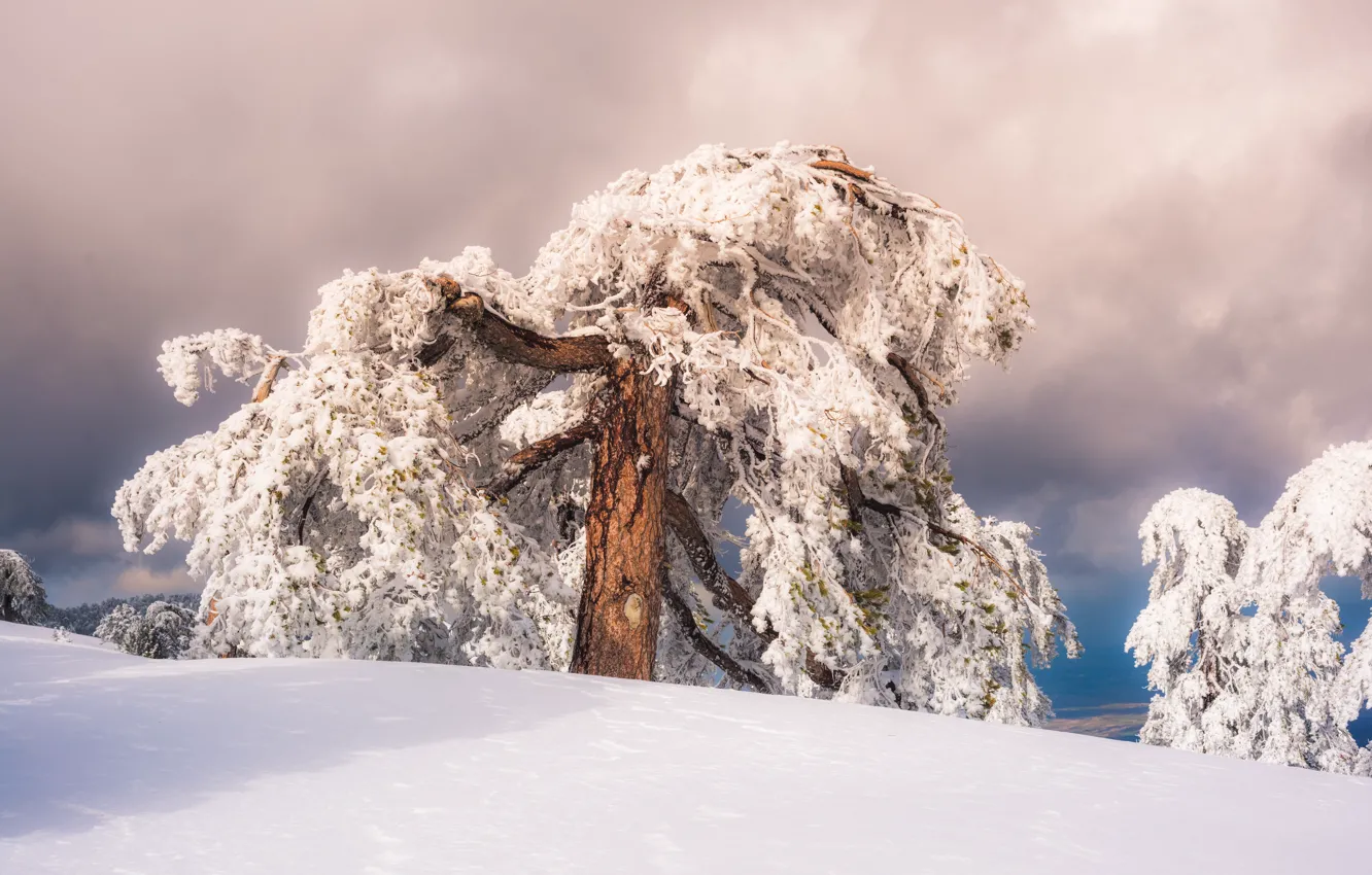 Photo wallpaper winter, frost, forest, the sky, clouds, snow, trees, nature