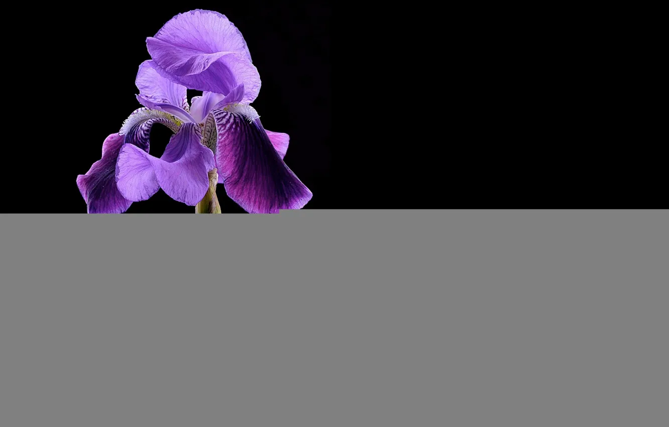 Photo wallpaper macro, light, shadow, petals, stem