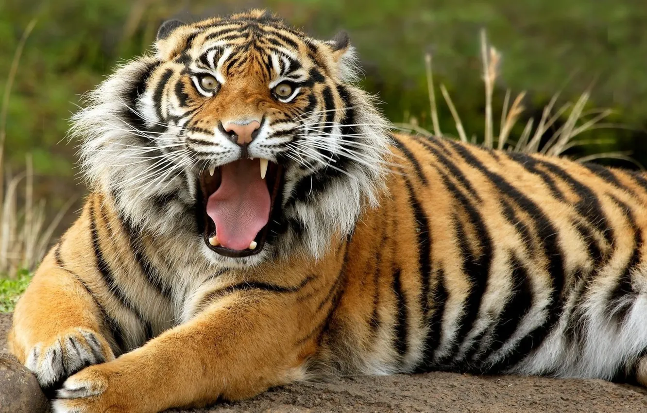 Photo wallpaper tiger, animal, what a mug