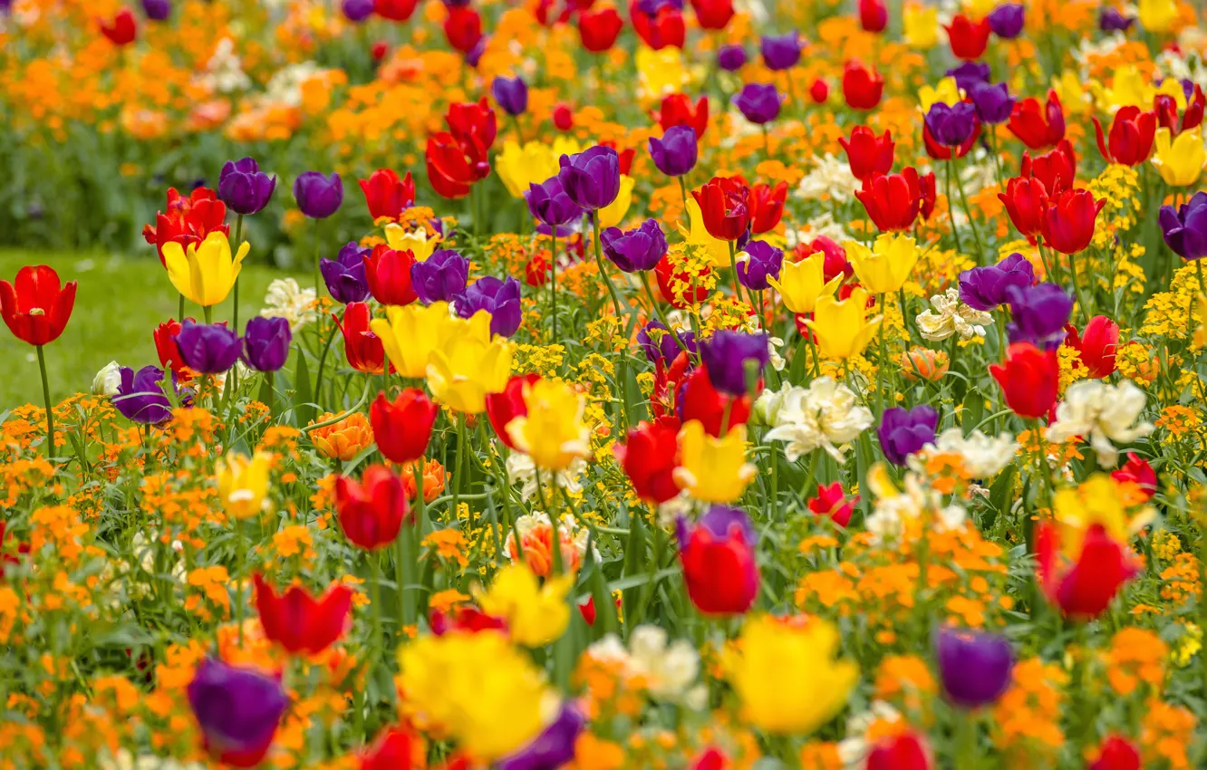 Photo wallpaper yellow, purple, tulips, red, flowerbed, a lot
