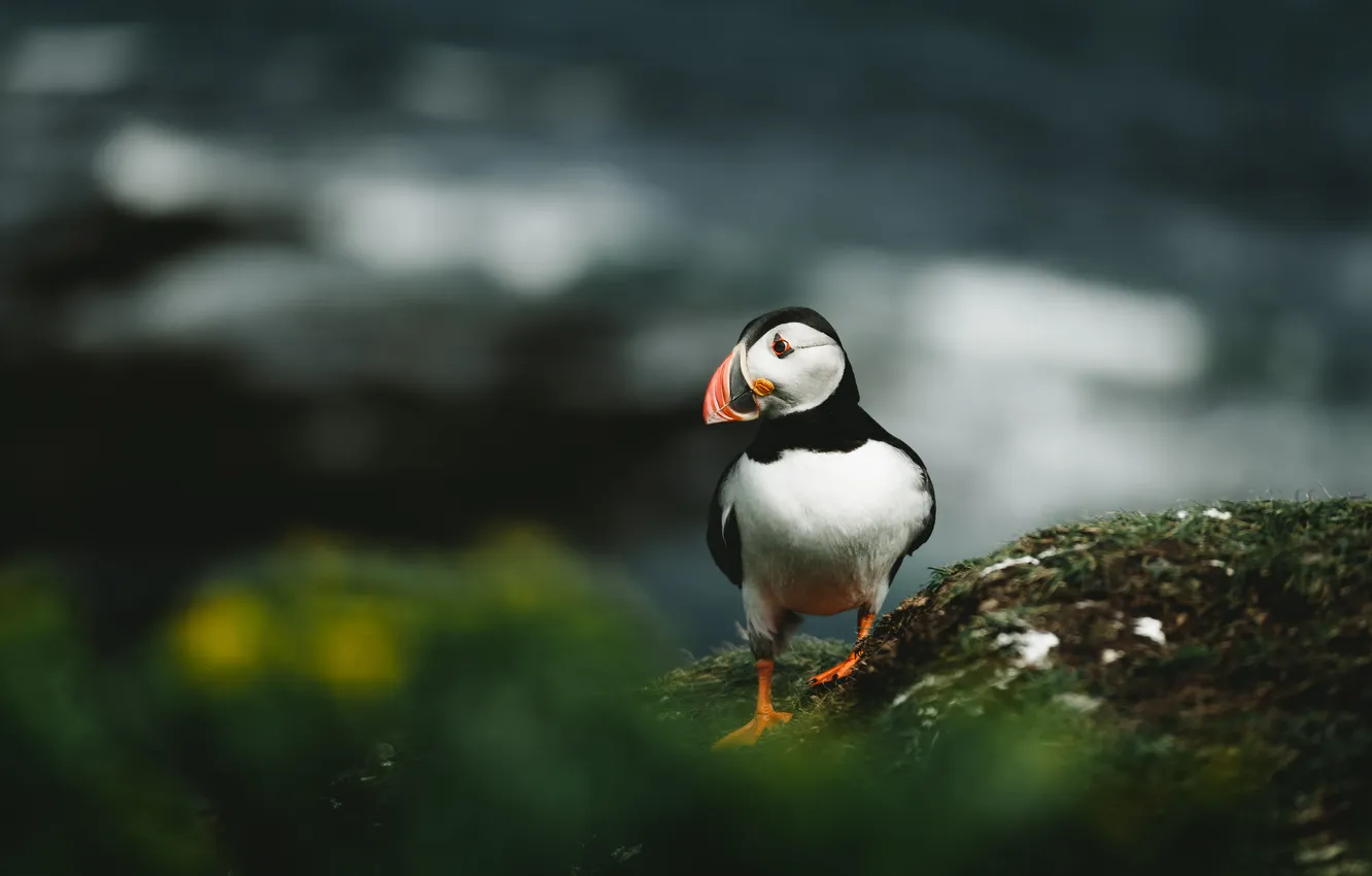Photo wallpaper the dark background, bird, shore, stalled, bokeh