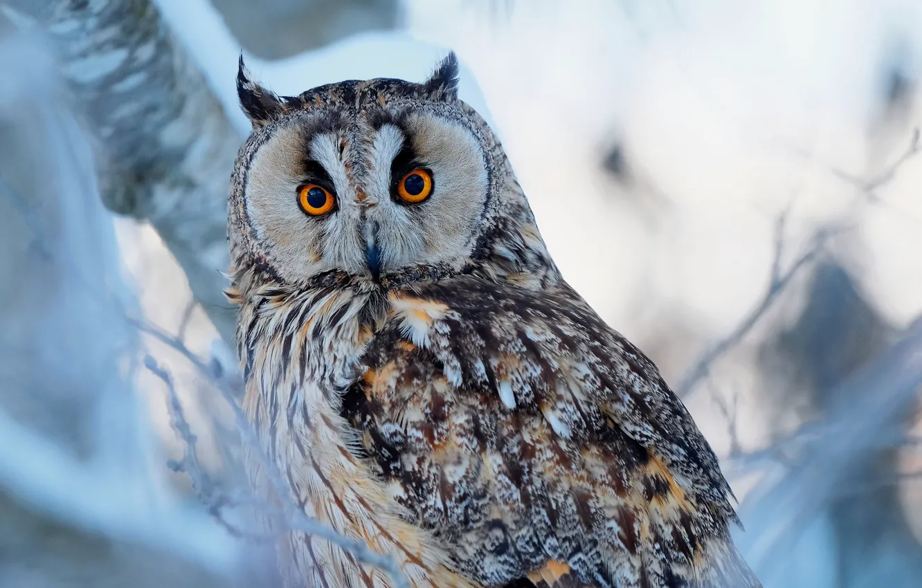 Photo wallpaper look, branches, owl, bird, Long-eared owl