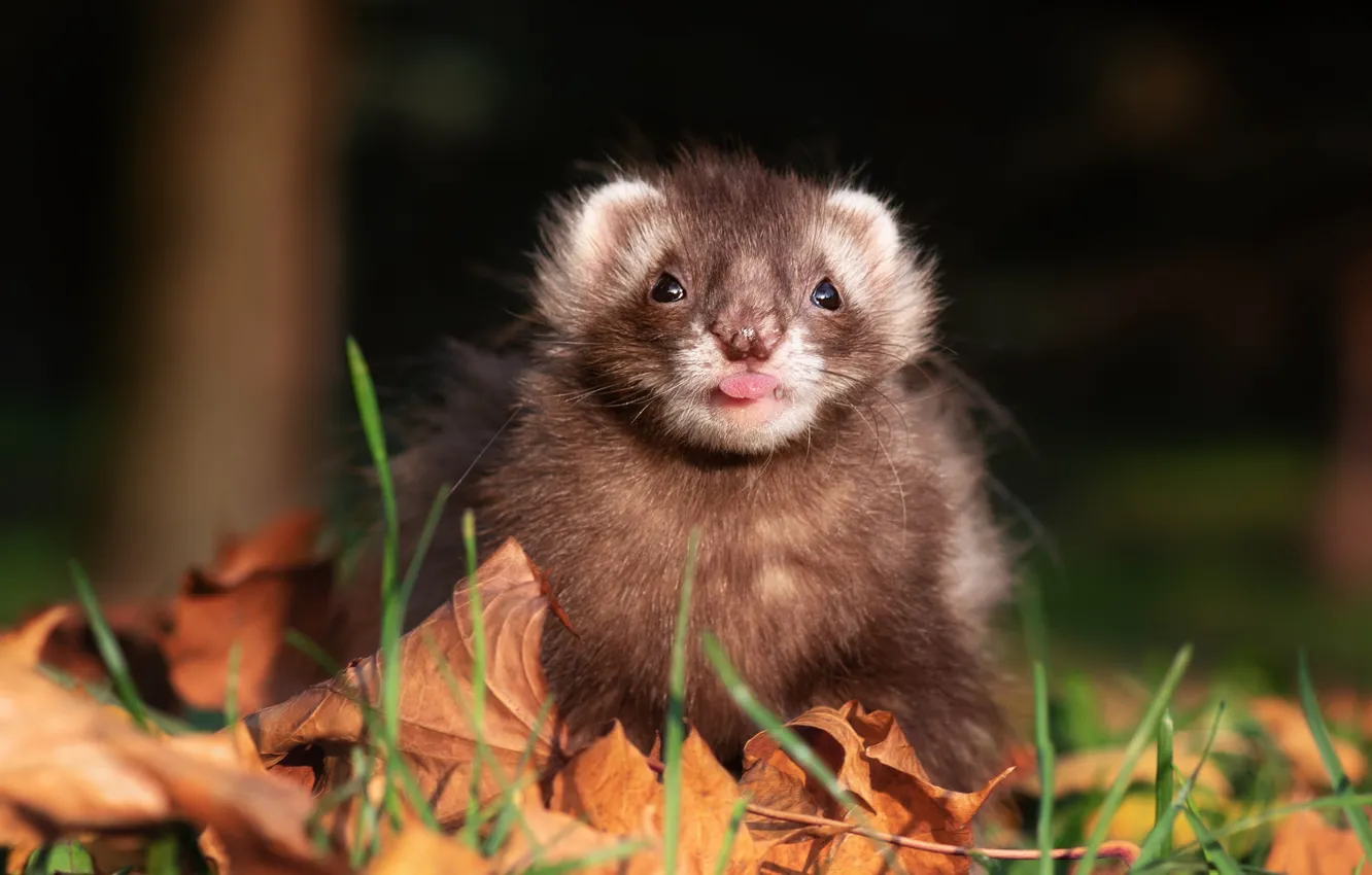 Photo wallpaper autumn, language, grass, look, light, pose, foliage, face