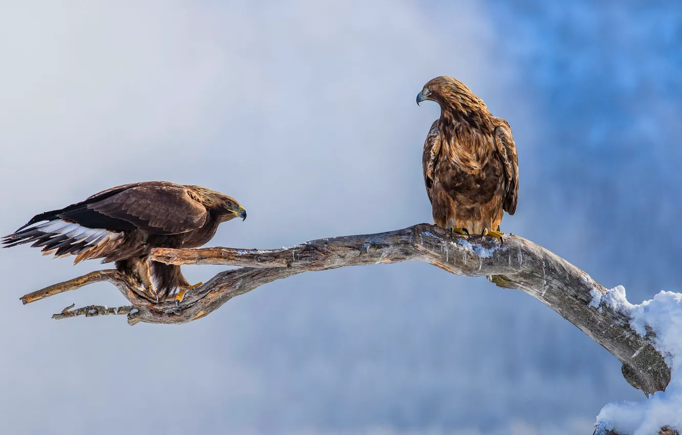 Photo wallpaper winter, look, snow, birds, nature, pose, eagle, two