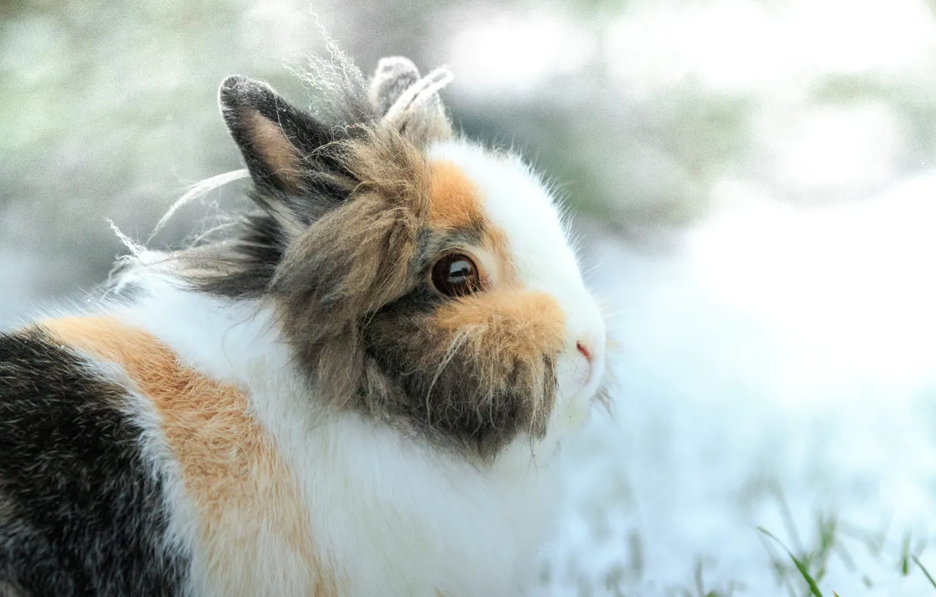 Photo wallpaper winter, look, snow, nature, sweetheart, hare, portrait, hairy