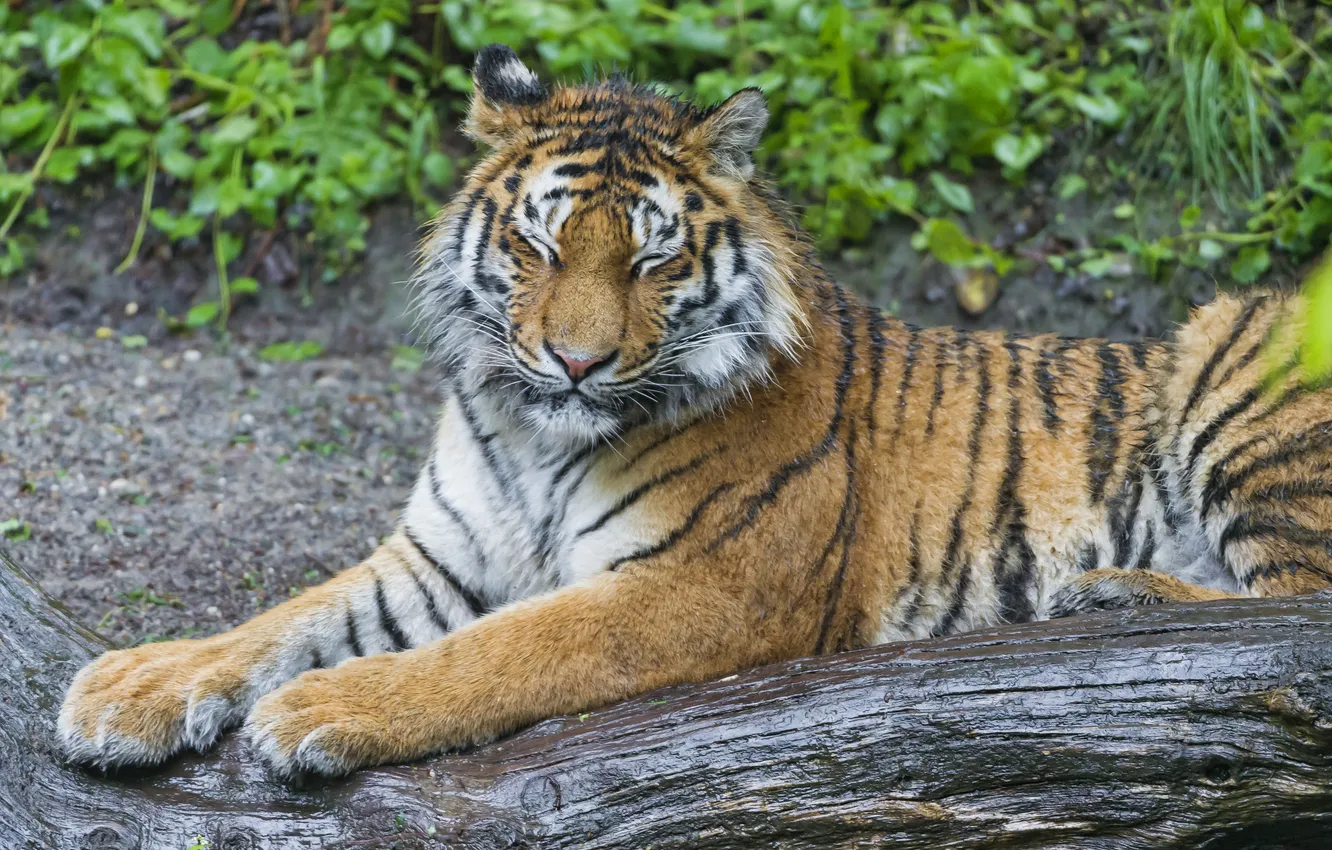 Photo wallpaper cat, log, the Amur tiger, ©Tambako The Jaguar