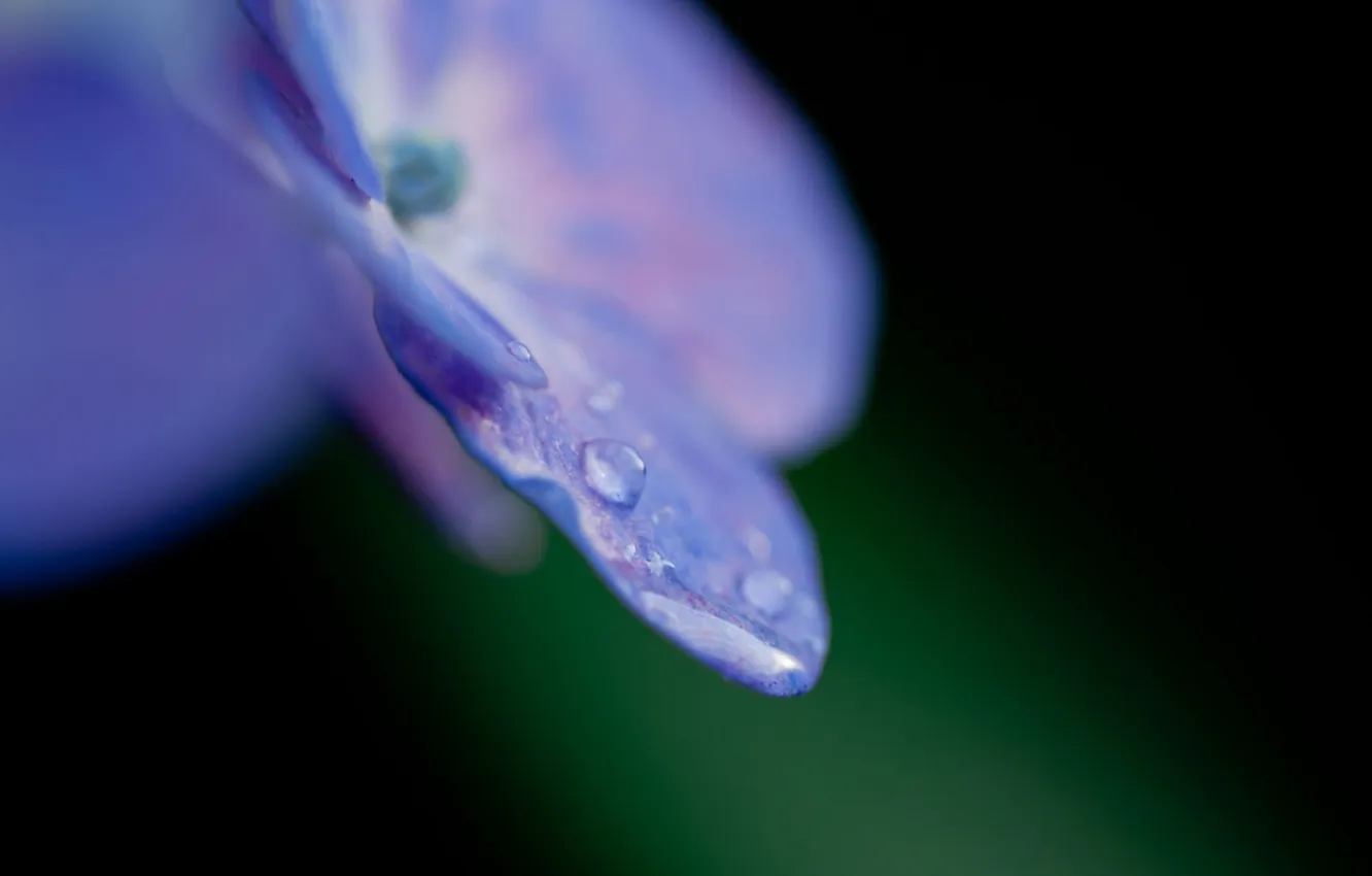 Photo wallpaper flower, macro, blue, photo, drop