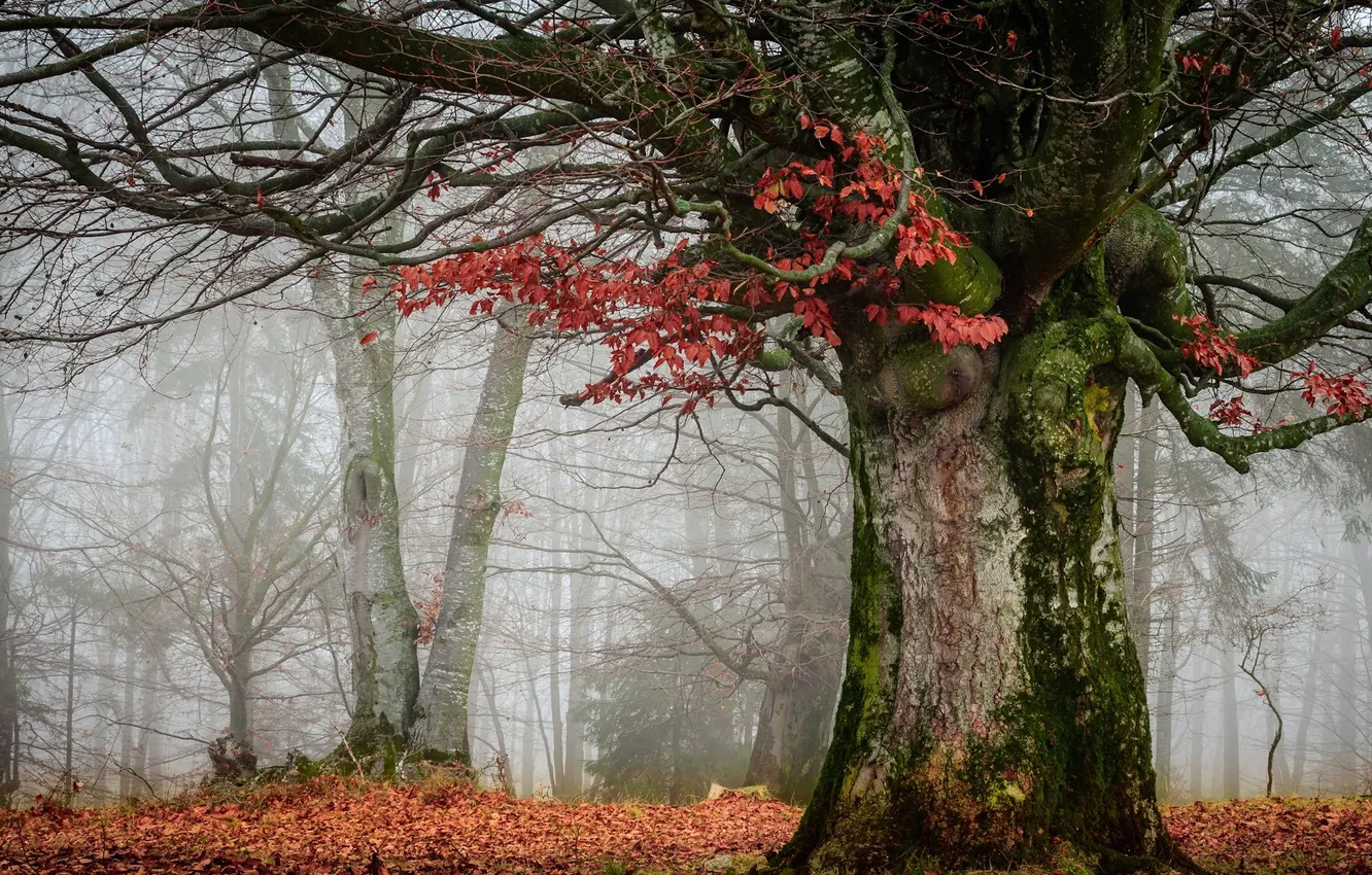 Photo wallpaper autumn, forest, nature