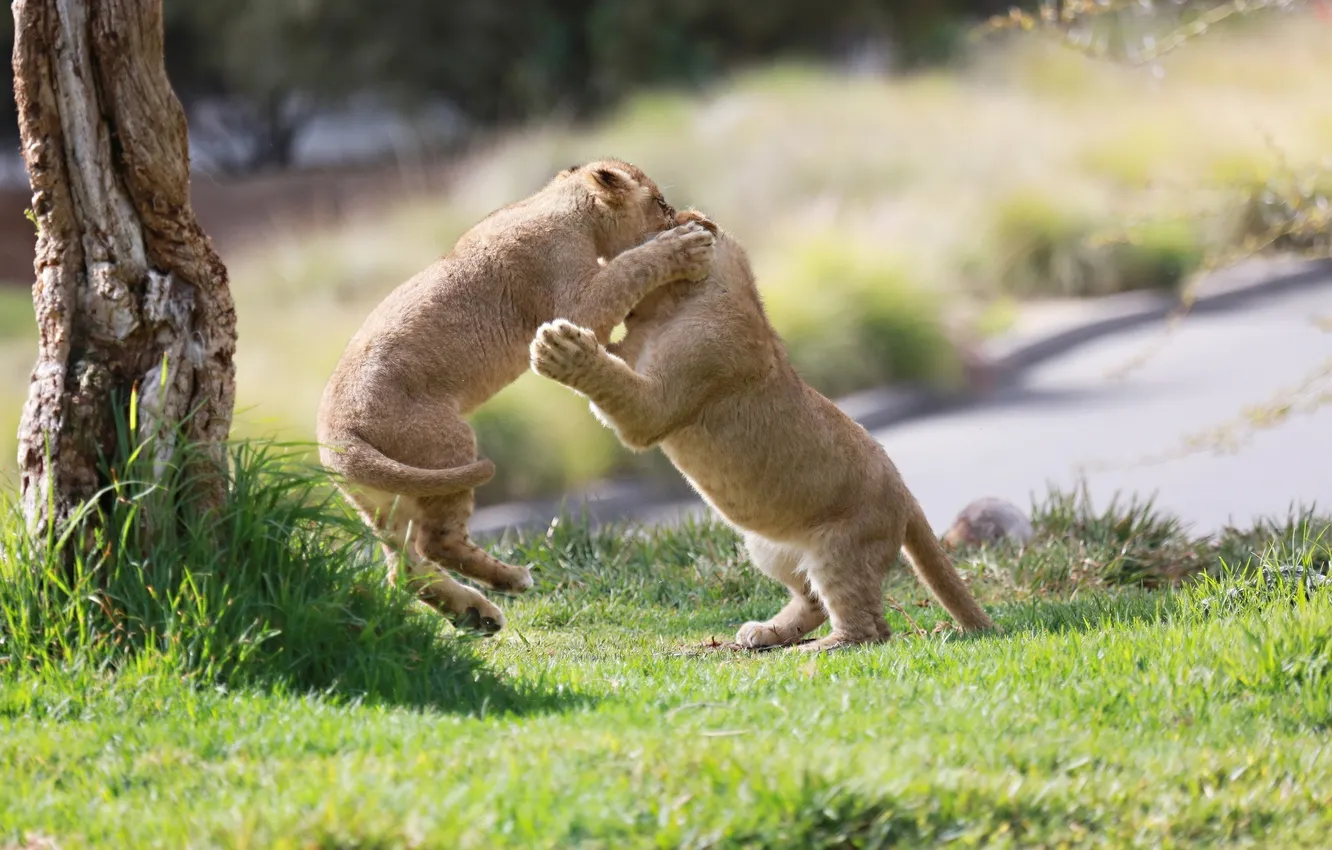 Photo wallpaper the game, predators, fight, fight, pair, kids, wild cats, the cubs