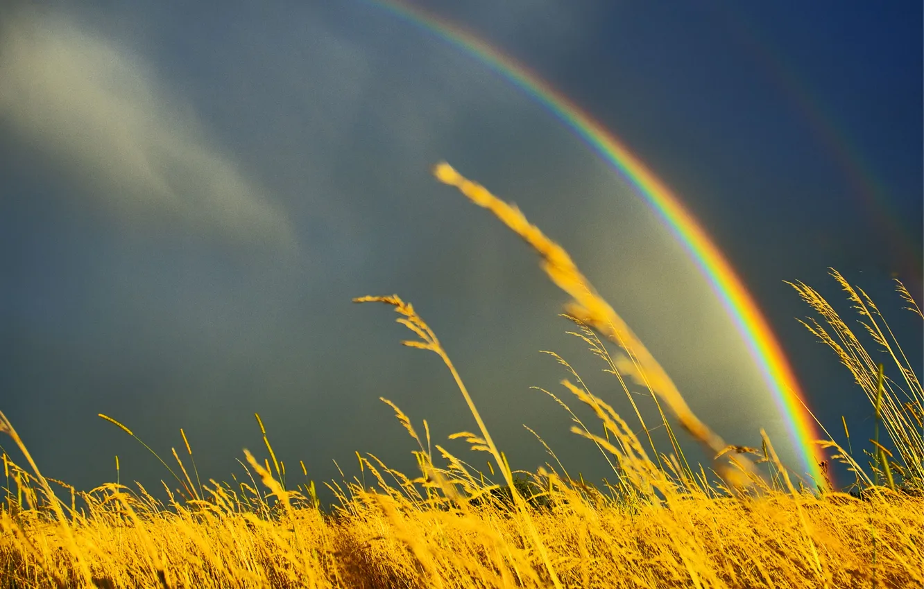 Photo wallpaper field, the sky, grass, nature, rainbow, eared