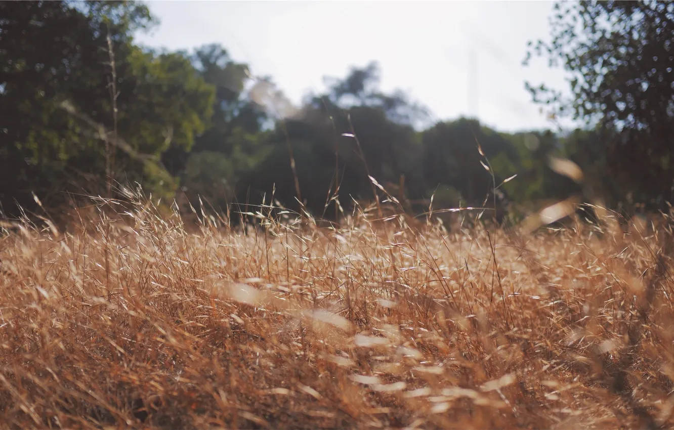 Photo wallpaper field, grass, ear, meadow