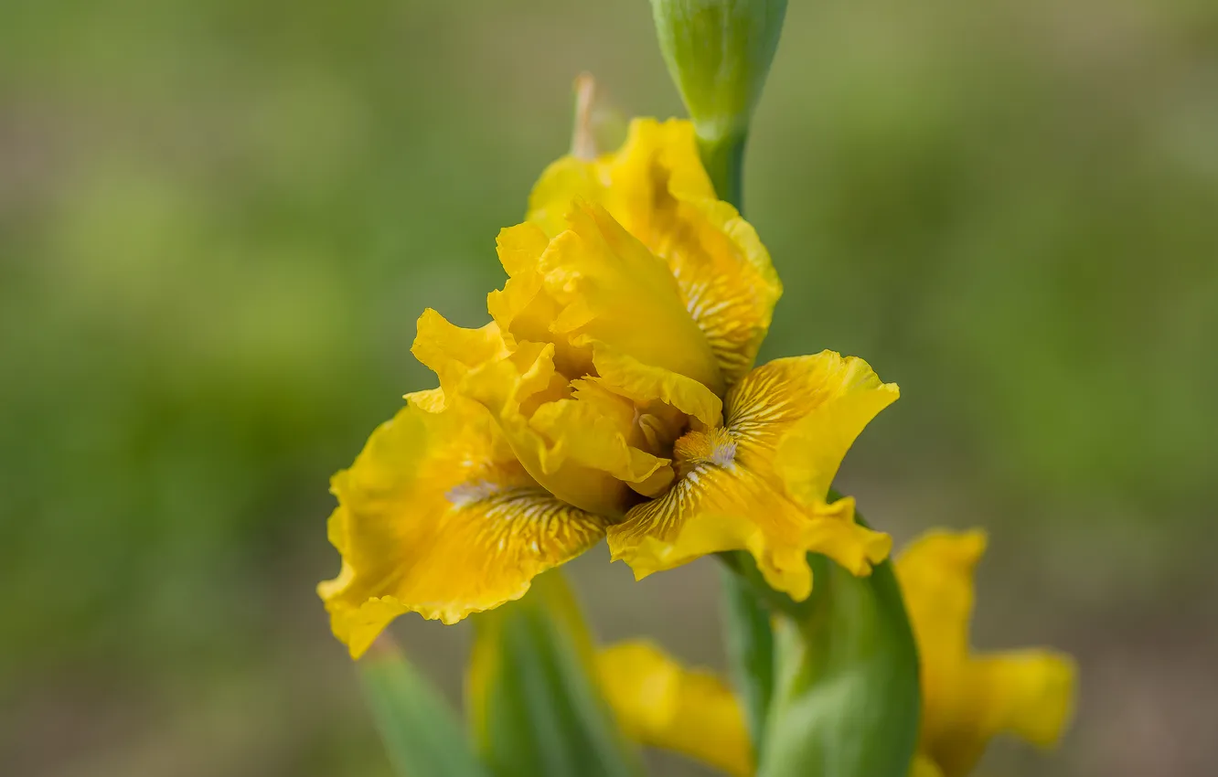 Photo wallpaper macro, flowers, bokeh, false-world iris