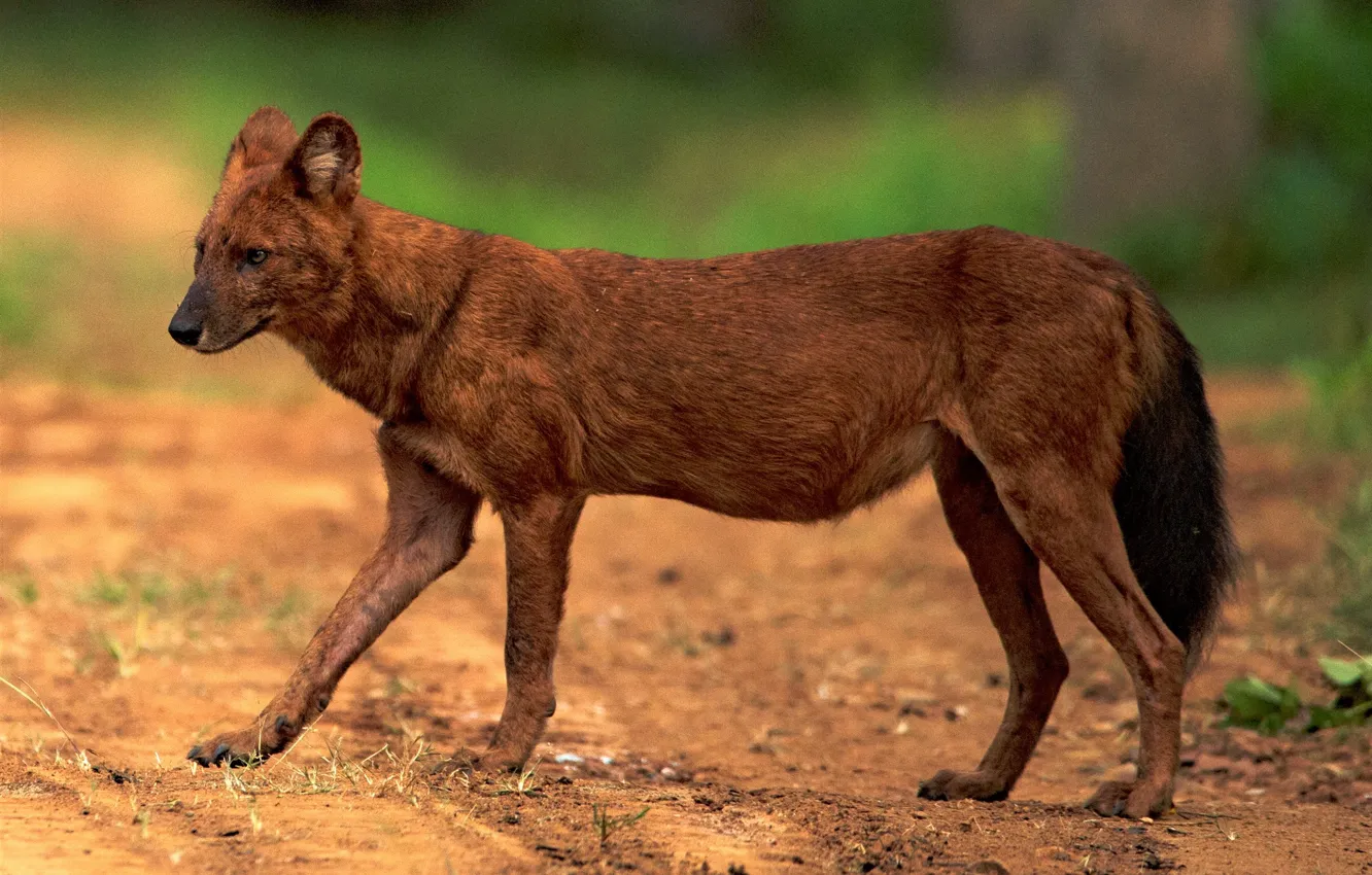 Photo wallpaper animal, asian, wildlife, wild dog, Dhole