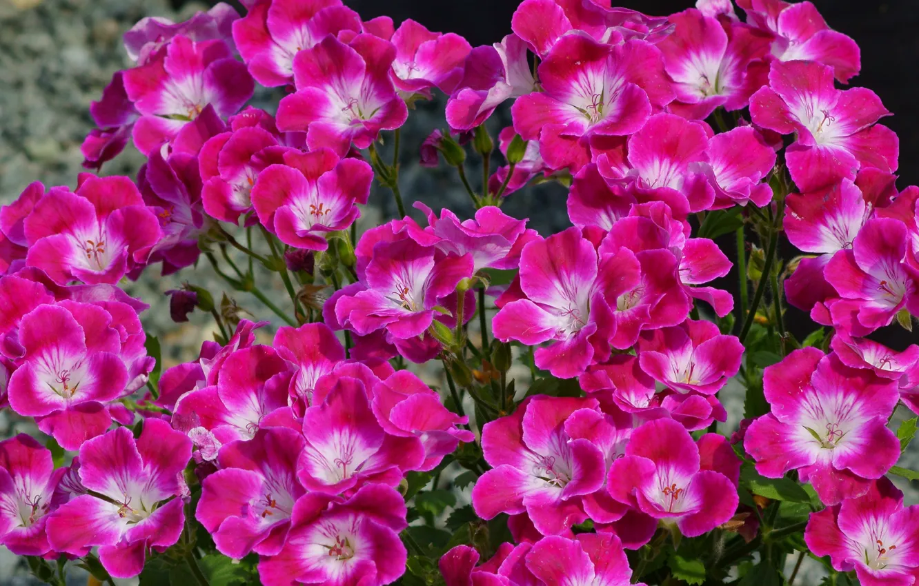 Photo wallpaper flowers, pink, geranium