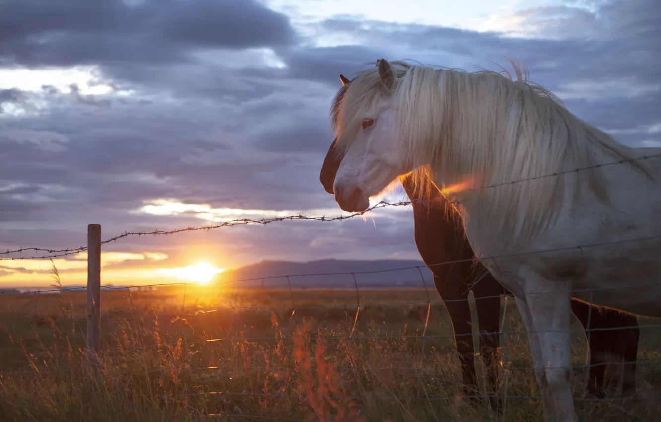 Photo wallpaper grass, twilight, field, sunset, mountains, clouds, fence, horses