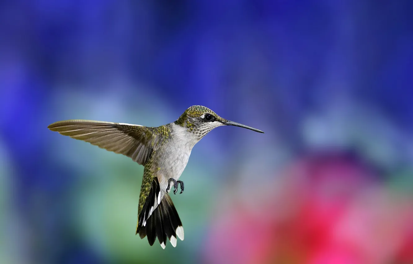 Photo wallpaper flight, background, bird, wings, blur, Hummingbird, bird, colorful